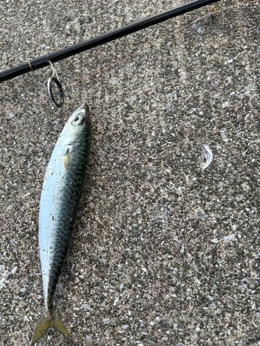 サバの釣果