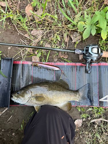 スモールマウスバスの釣果