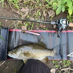 スモールマウスバス