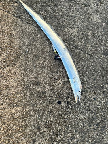 タチウオの釣果