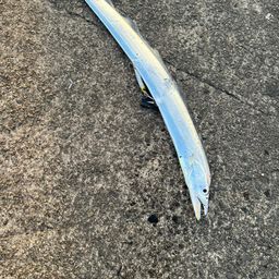 タチウオ