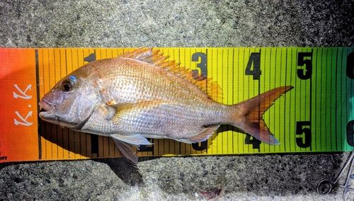 平磯海づり公園