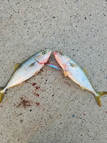 ワカナゴの釣果