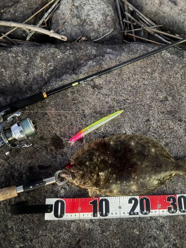 ヒラメの釣果