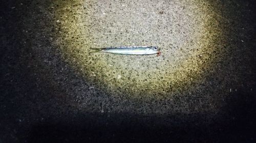 カタクチイワシの釣果