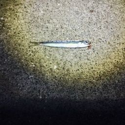 カタクチイワシ