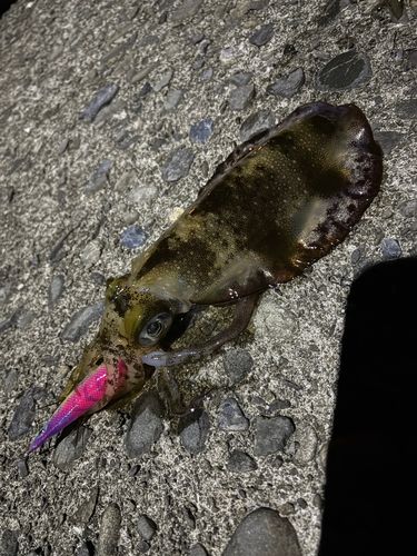 アオリイカの釣果