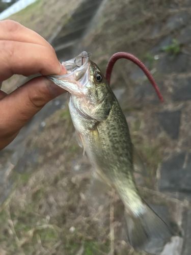 びん沼川