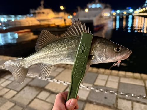 セイゴ(ヒラスズキ)の釣果