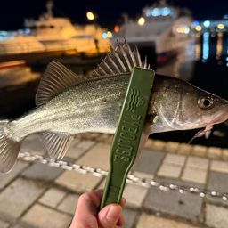 セイゴ(ヒラスズキ)