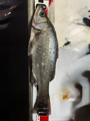 浦戸湾
