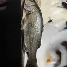 セイゴ（ヒラスズキ）