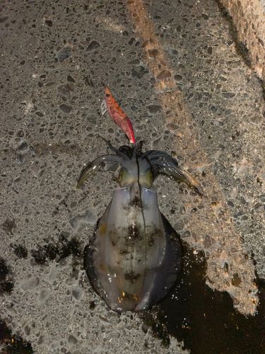 アオリイカの釣果