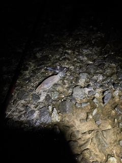 マメイカの釣果