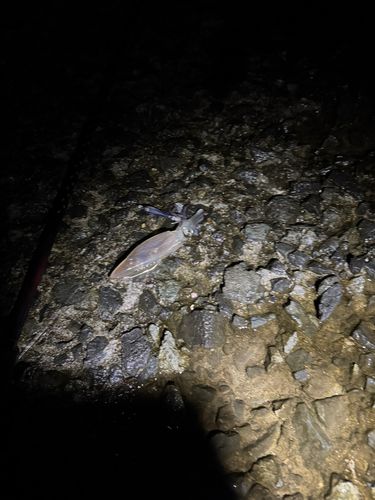 マメイカの釣果