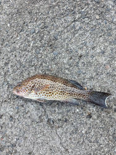 オオモンハタの釣果