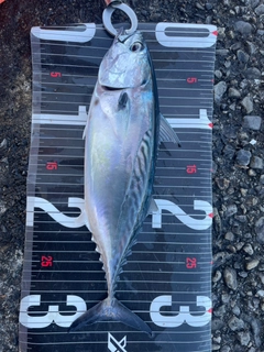 スマガツオの釣果