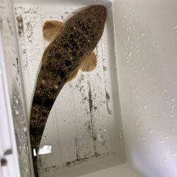 マゴチ