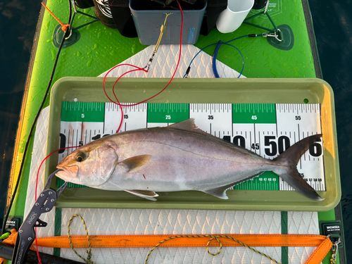 カンパチの釣果