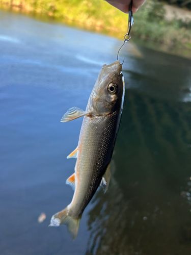 ウグイの釣果