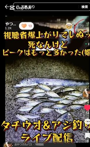 タチウオの釣果