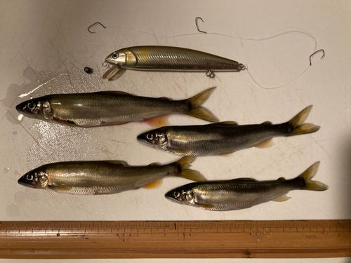アユの釣果