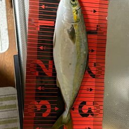 ハマチ