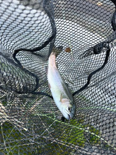 ニジマスの釣果