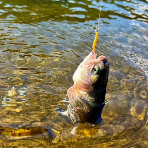 ニジマスの釣果