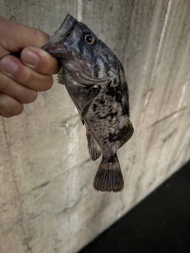 クロソイの釣果