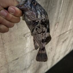 クロソイ