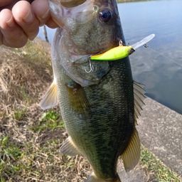 ラージマウスバス