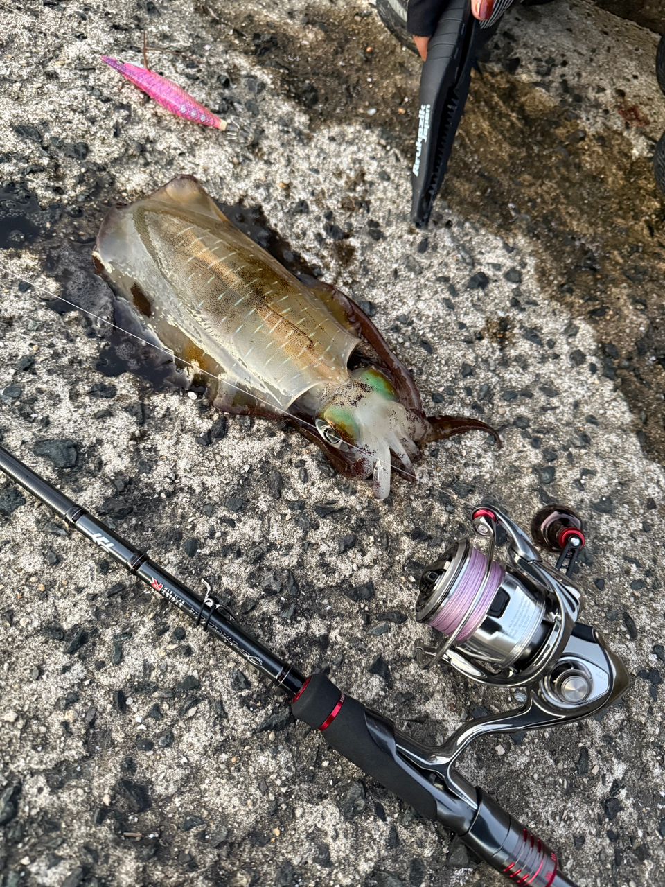 DAIWA 21エメラルダス ストイスト RT IL 81Mの最安値・インプレ