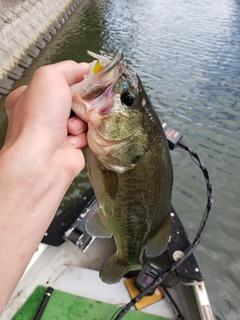 ラージマウスバスの釣果