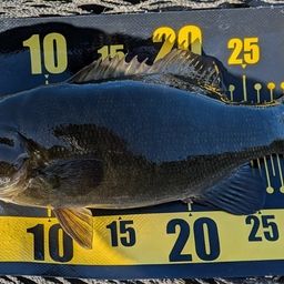 スモールマウスバス