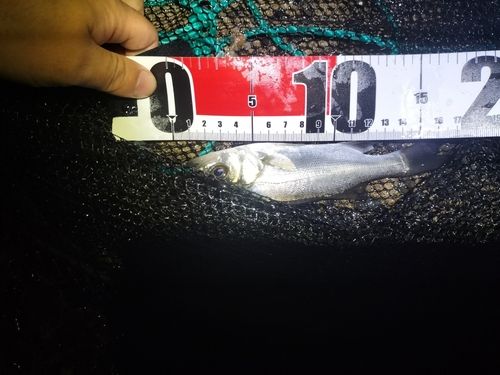 セイゴ(マルスズキ)の釣果