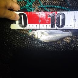 セイゴ（マルスズキ）