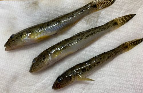 浜名湖