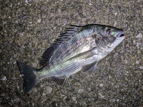 フッコ（マルスズキ）の釣果