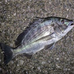 フッコ（マルスズキ）