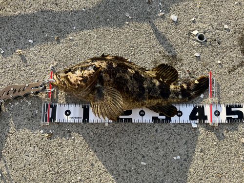 ベッコウゾイの釣果