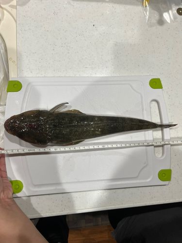 日明海峡釣り公園