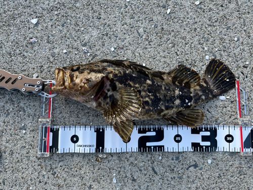 ベッコウゾイの釣果