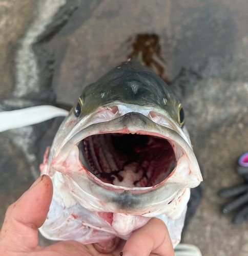 ヒラマサの釣果