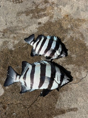 イシダイの釣果