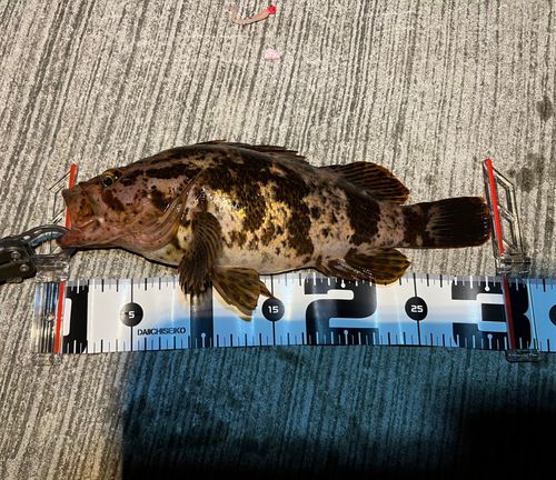 ベッコウゾイの釣果