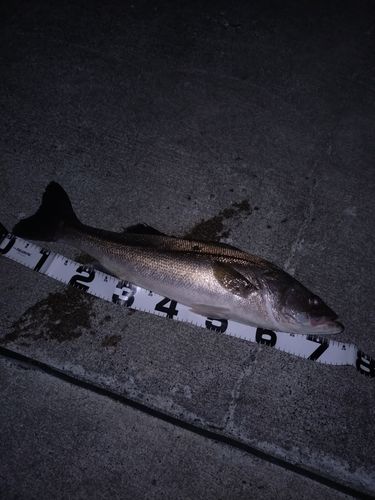 アミューズパークいわき