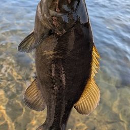 スモールマウスバス