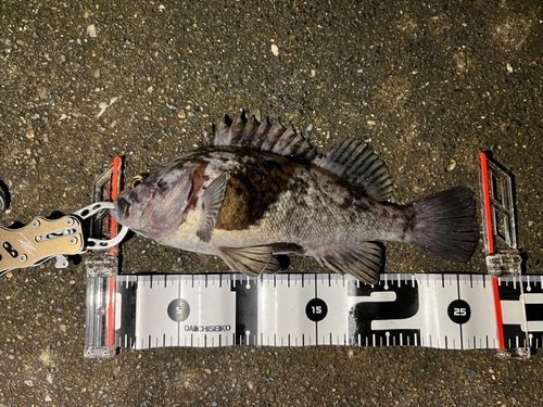 クロソイの釣果