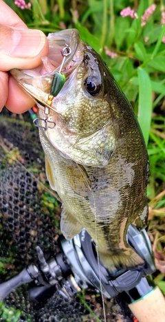 ブラックバスの釣果